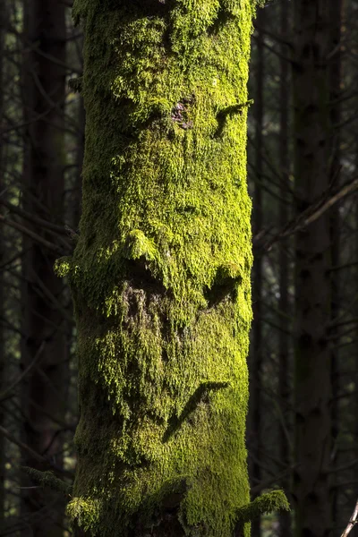 Árvore com musgo Noruega — Fotografia de Stock