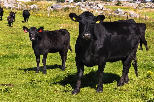 Чорний корів в Норвегії — стокове фото