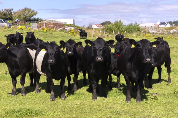 Schwarze Kühe in Norwegen — Stockfoto