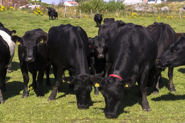 Schwarze Kühe in Norwegen — Stockfoto