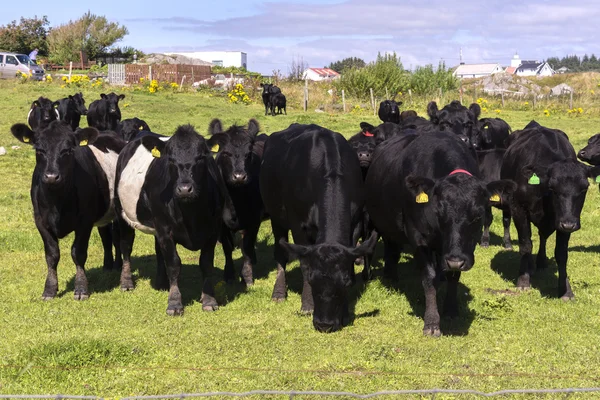 black cows in Norway