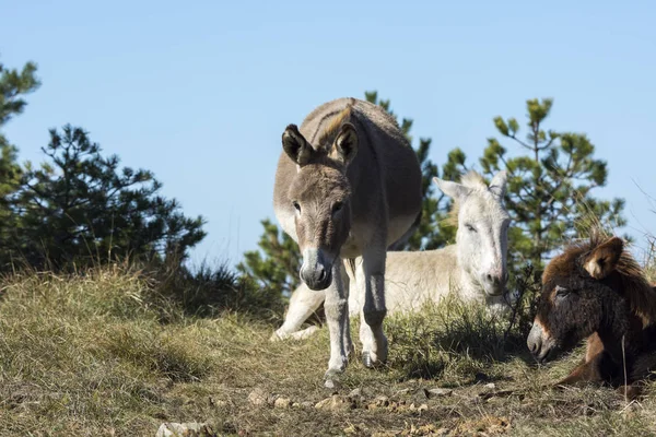 Esel in ligurien — Stockfoto