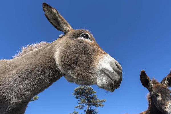 Burro en Liguria — Foto de Stock