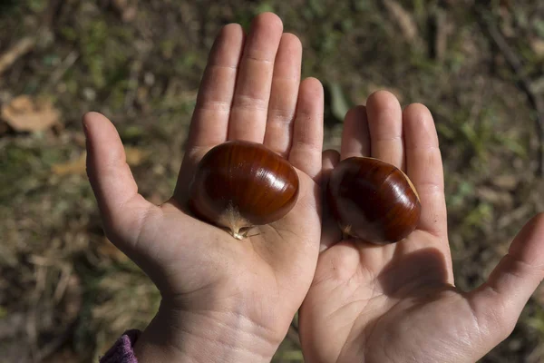 Hands with chestnuts — Stock Photo, Image