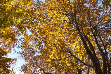 Sonbaharın Renkleri