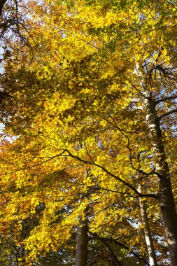 Sonbaharın Renkleri