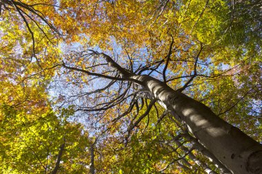 Sonbaharın Renkleri