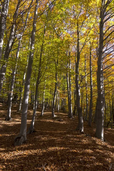 Farben des Herbstes — Stockfoto