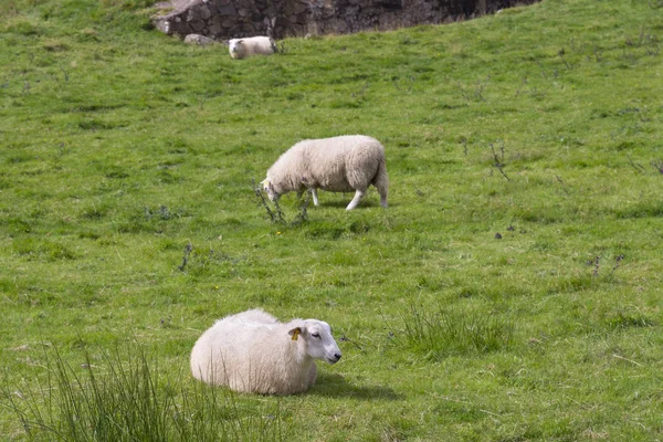 Weidende Schafe in Norwegen — Stockfoto