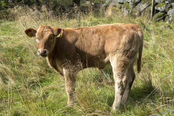 Pastoreio de vacas na Noruega — Fotografia de Stock