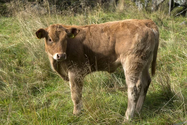 Pastoreio de vacas na Noruega — Fotografia de Stock