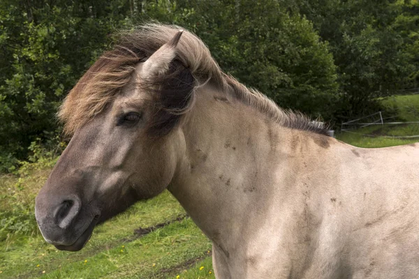 Koń w Norwegii — Zdjęcie stockowe