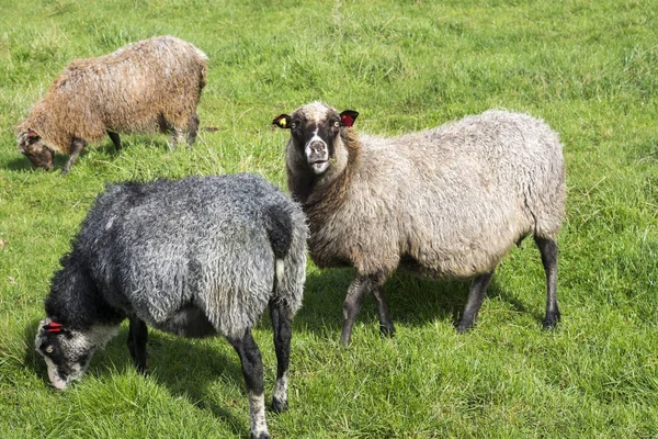 Schapen in Noorwegen — Stockfoto