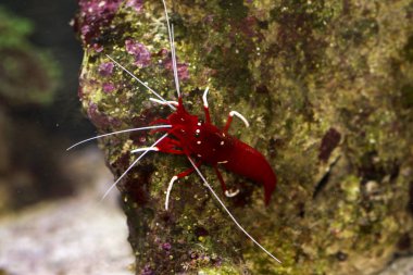 Resif kırmızı karides