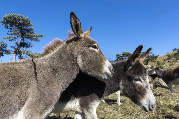 Burro en Liguria — Foto de Stock