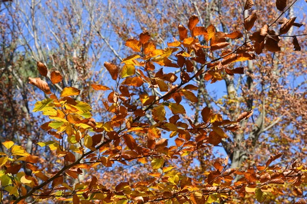 Autumn colors in Liguria — Stock Photo, Image