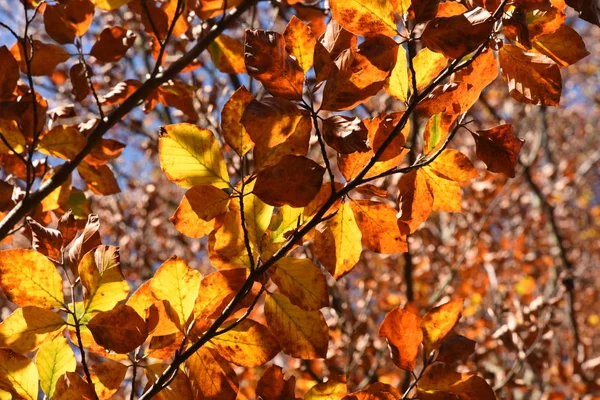 Autumn colors in Liguria — Stock Photo, Image