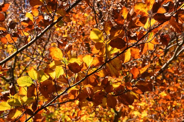 Autumn colors in Liguria — Stock Photo, Image