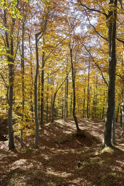 Herbstfarben in ligurien — Stockfoto