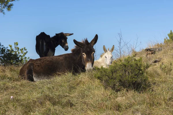 Esel in ligurien — Stockfoto