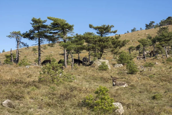 Åsna i Ligurien — Stockfoto