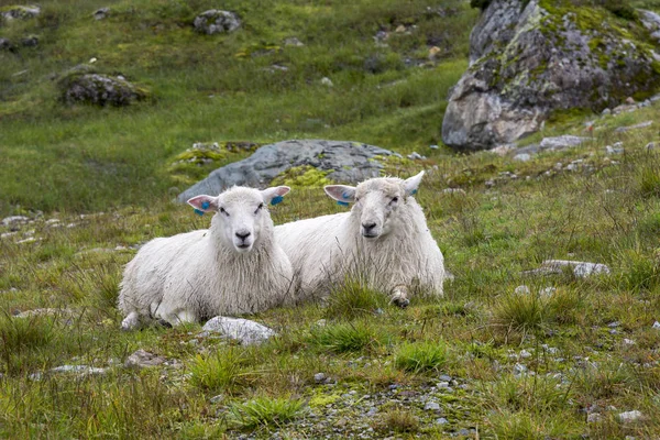 Dvojice ovcí v Norsku — Stock fotografie