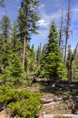 Bryce Kanyonu Ulusal Parkı