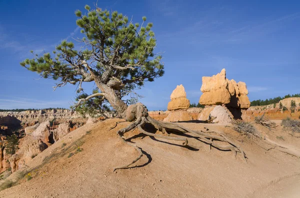 Bryce Canyon National Park — Stock Photo, Image