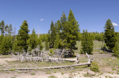 Yellowstone'da Şofben 