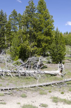 Yellowstone'da Şofben 