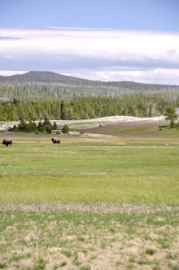 bizon Yellowstone