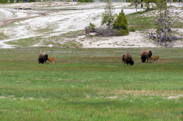 bison in Yellowstone