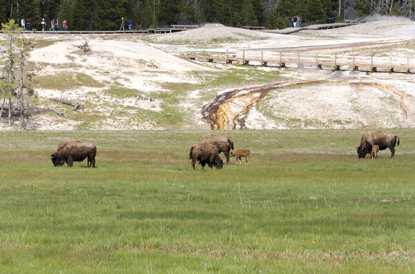 bison in Yellowstone