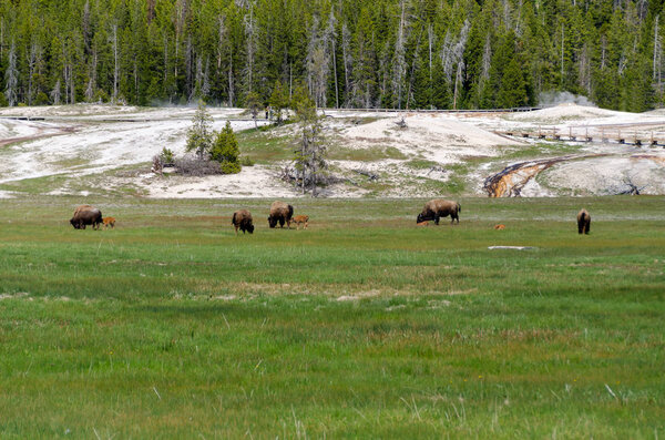 bison in Yellowstone