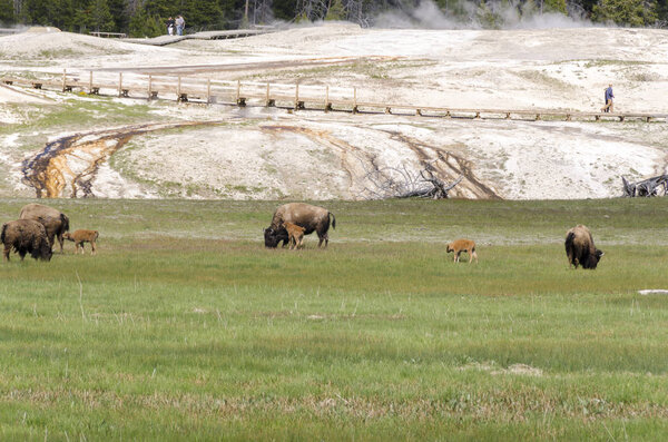 bison in Yellowstone