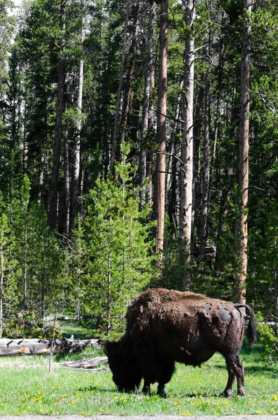 Bison a Yellowstone — Foto Stock