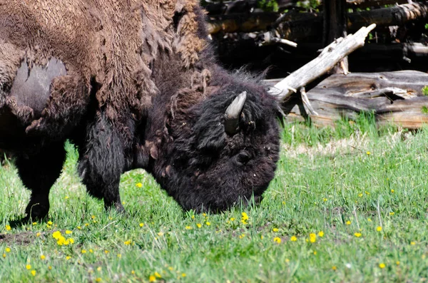 Bison a Yellowstone — Foto Stock