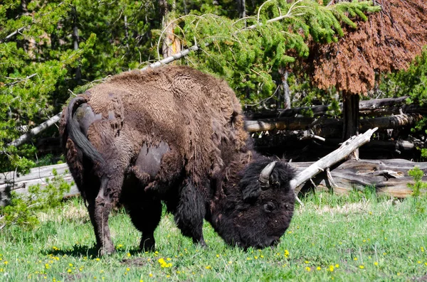 Bison a Yellowstone — Foto Stock