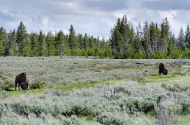 bizon Yellowstone