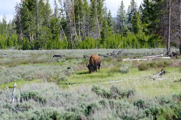 Bisonte en Yellowstone — Foto de Stock