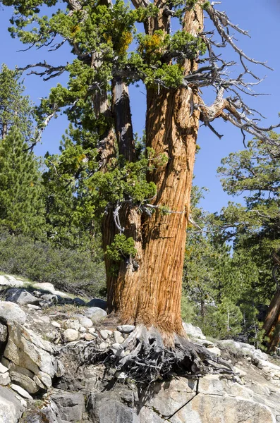 Parco nazionale dello Yosemite — Foto Stock