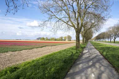 Hollanda 'da laleler