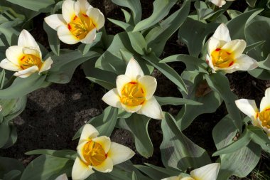 Hollanda'da Keukenhof bahçeleri