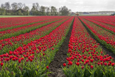 Hollanda 'da laleler