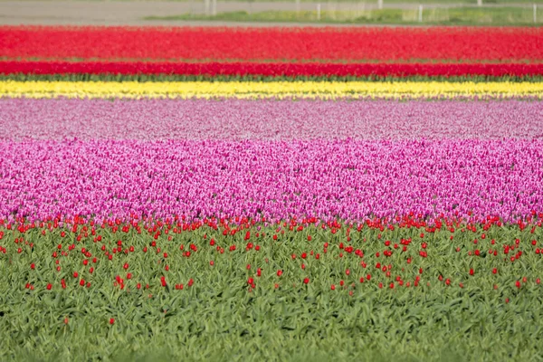 Tulipani nei Paesi Bassi — Foto Stock