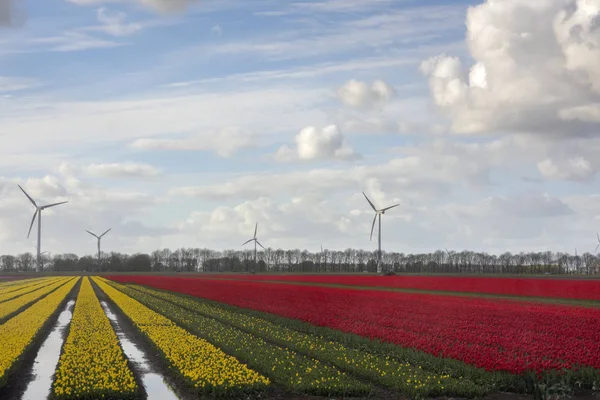 Tulipany w dolnej części kraju — Zdjęcie stockowe