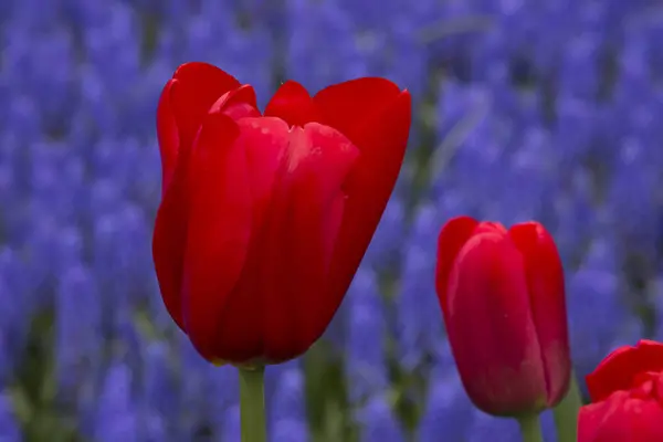 Tulpen in Holland — Stockfoto