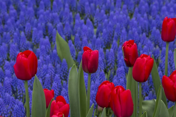 Tulipas em Holland — Fotografia de Stock