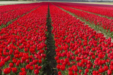 Lale Hollanda