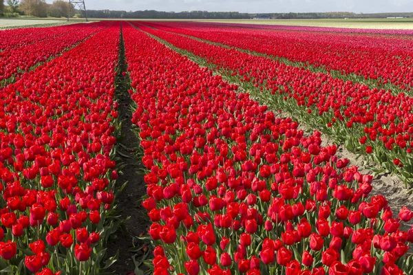 Tulipes en Hollande — Photo